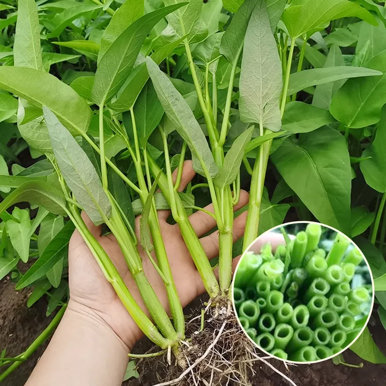 【三叉空心菜种籽】柳叶空心菜青梗空心菜籽四季阳台盆栽