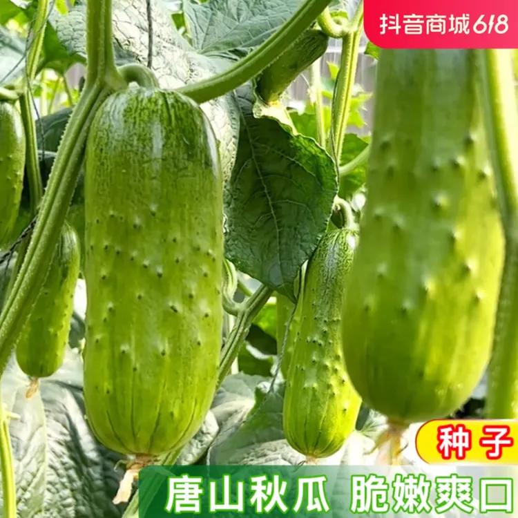 唐山秋瓜种籽 老品种瓜阳台种植庭院盆栽农家小菜园地蔬菜种子
