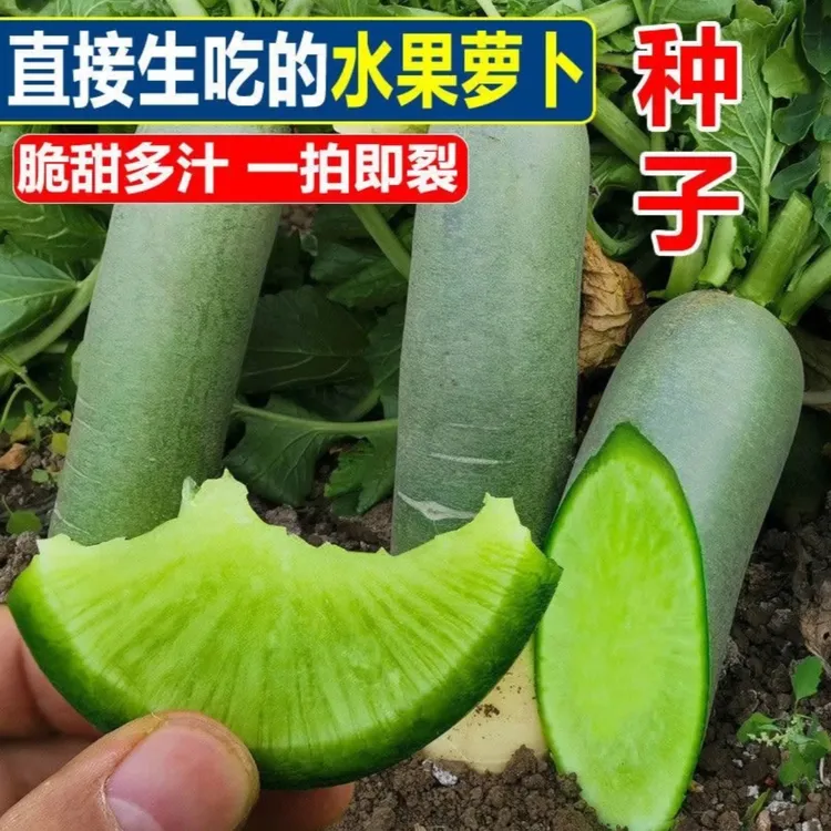【青甜水果萝卜种子】家庭阳台小院盆栽地栽四季种植