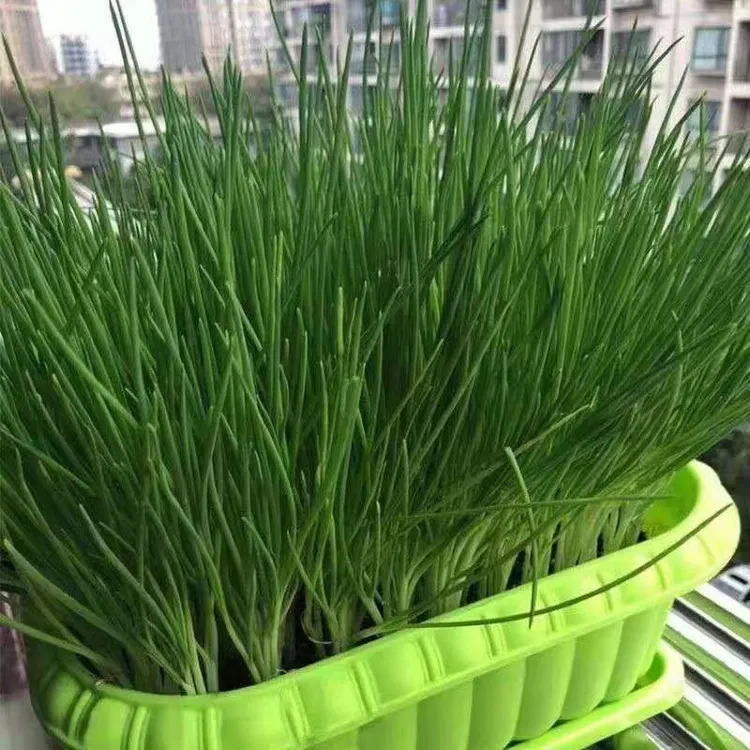 四季小分葱种子浓香型四季种植蔬菜种植耐热生长耐寒