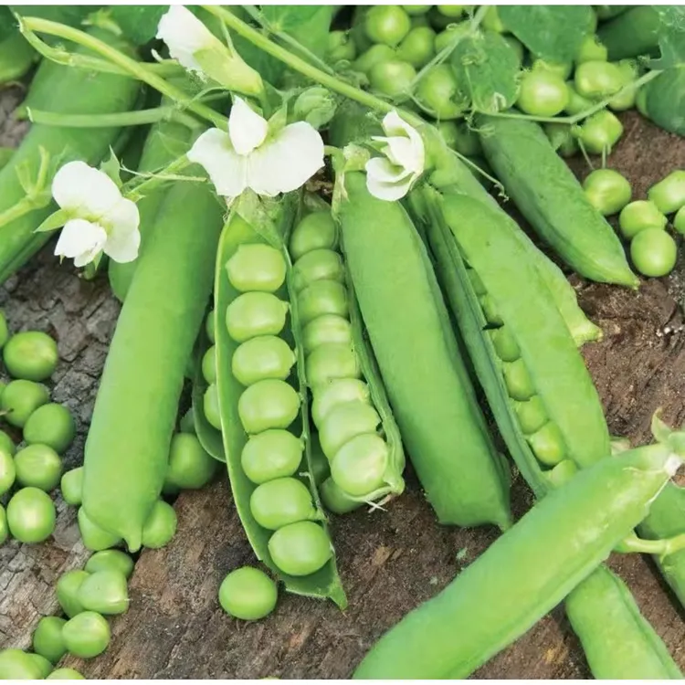 【菜豌豆大荚青豆】甜豌豆种子水果型脆可生吃四季蔬菜种子