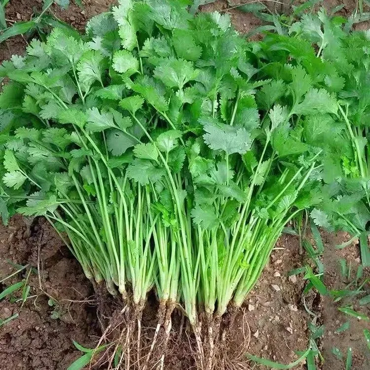  耐寒香菜种子香耐抽薹芫荽种籽春秋四季蔬菜盆栽学种菜