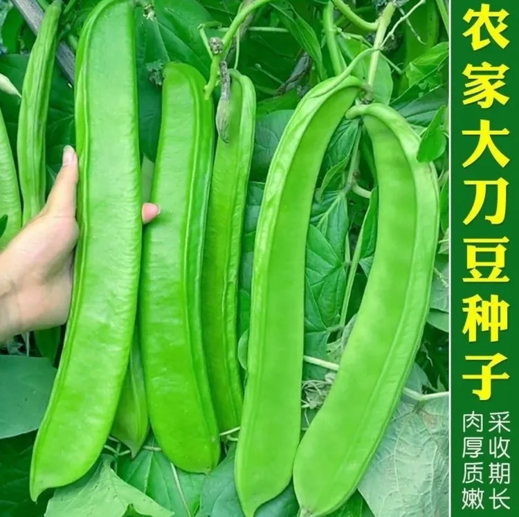 【大刀豆种子】家庭阳台小院盆栽地栽四季种植