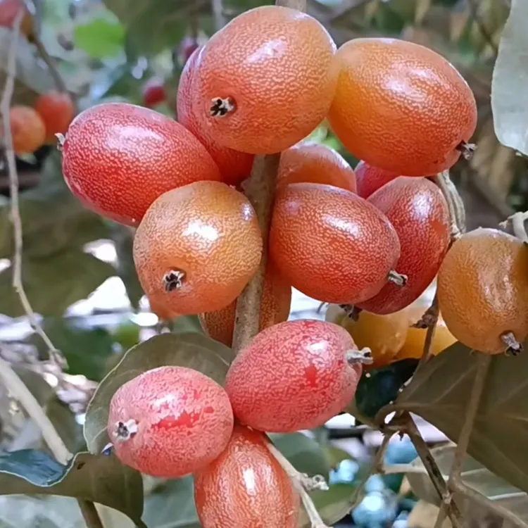 【羊奶果种子】四季播种阳台盆栽小院种植简单开花高产耐寒耐旱