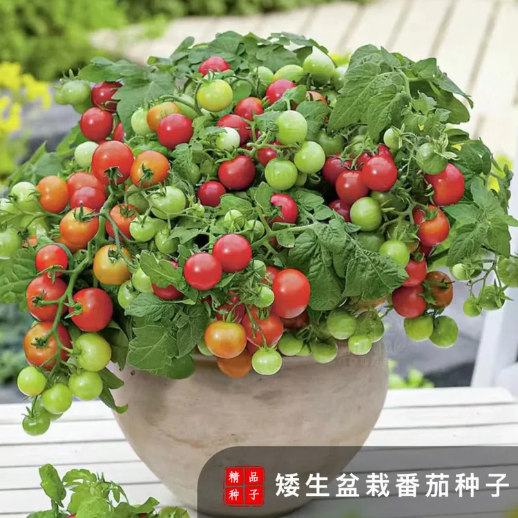 矮生番茄种子阳台蔬菜可观赏食用小番茄种子