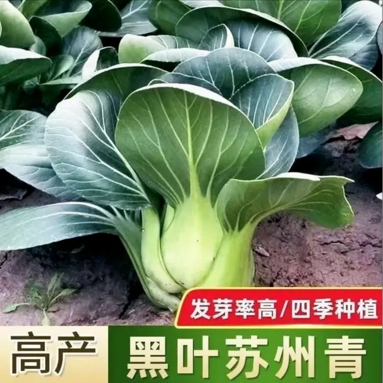 【快生长苏州青种子】矮脚黑叶大青菜种籽大全四季春季上种球