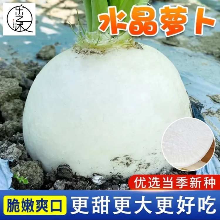 【圆萝卜种子】家庭阳台小院盆栽地栽四季种植
