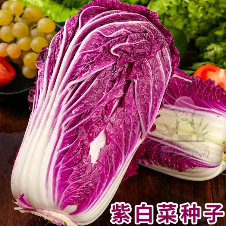 【L】【紫白菜种子】紫白菜种子四季播种 庭院田地种植 农家蔬菜商品图