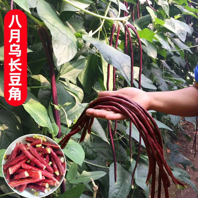 【八月乌豇豆种子】八月乌种子蔬菜夏季紫长豆角种子红豇豆高产