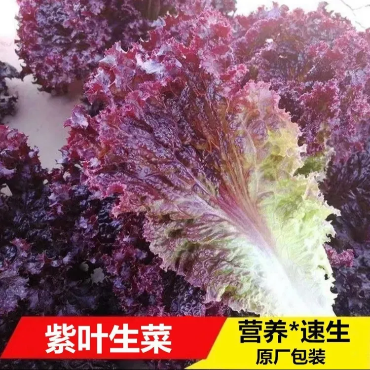 紫叶生菜种子四季阳台可种小院香甜可口可涮可拌可炒