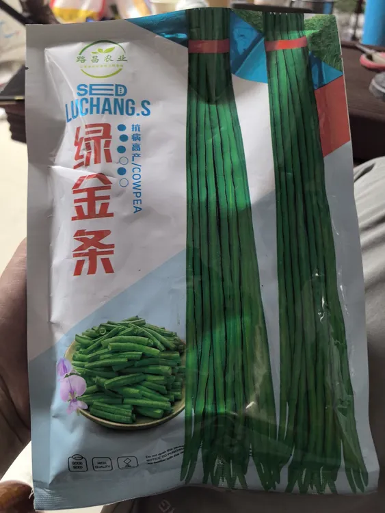 路昌农业绿金条青夹豇豆种植高产抗病小叶型开紫花