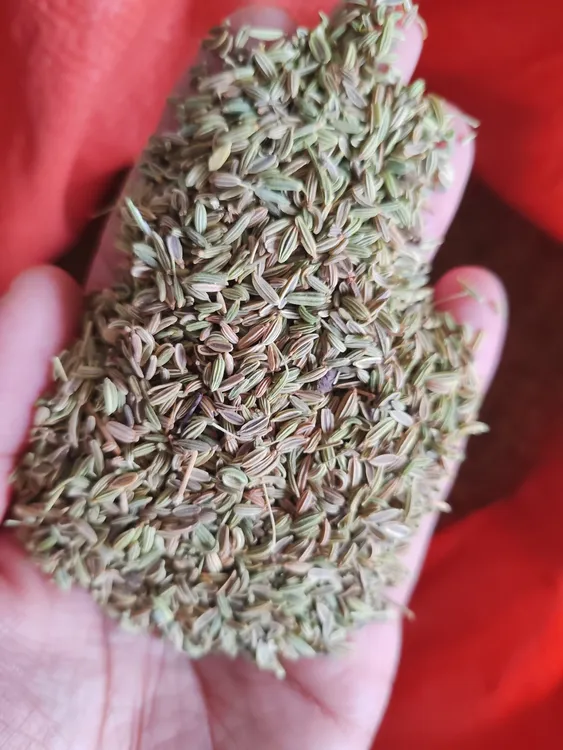 青梗大扁梗茴香苗种子
