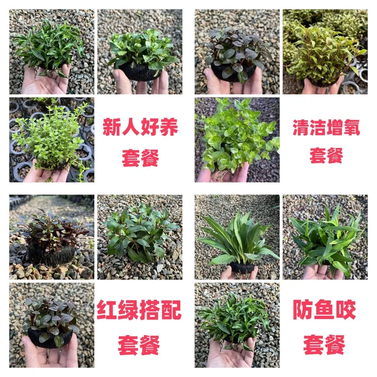 性价比高【水草套餐】