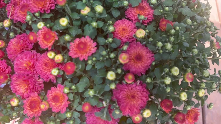 绚秋系列球菊花量大花期长