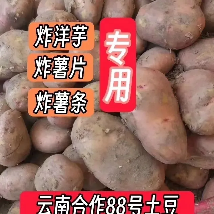 【炸薯片专用土豆】合作88号大西洋土豆云薯304土豆朱源新鲜批发