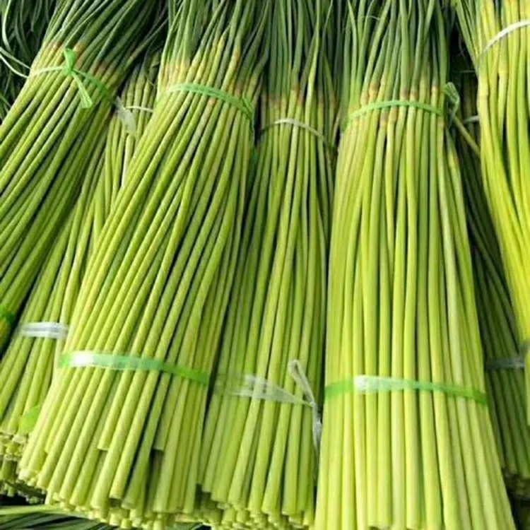 河南新鲜蒜苔蔬菜大蒜蒜薹蒜苔农家大蒜苔3斤