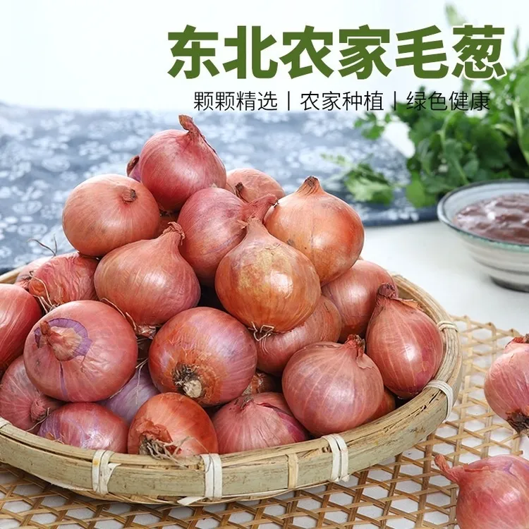 精选毛葱 东北毛葱5斤（辣的）大号毛葱 笨毛葱 