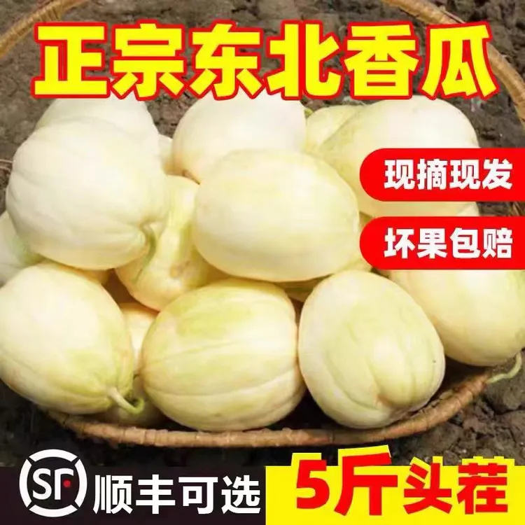 黑龙江大庆头茬甜香瓜5斤（顺丰快递包邮）