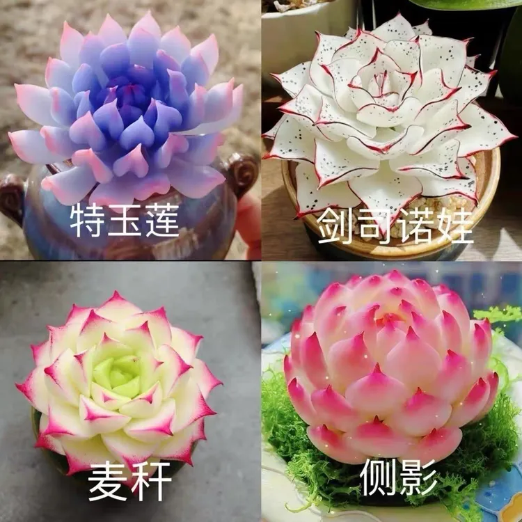 新手好养高颜值多肉植物盆栽组合套餐阳台室内防辐射肉肉带盆带土