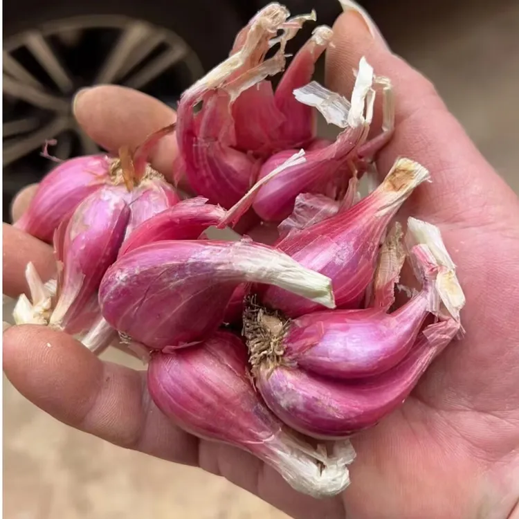 葱头香葱头红葱头小香葱农家四季香葱头种植专用红葱阳台盆栽蔬菜