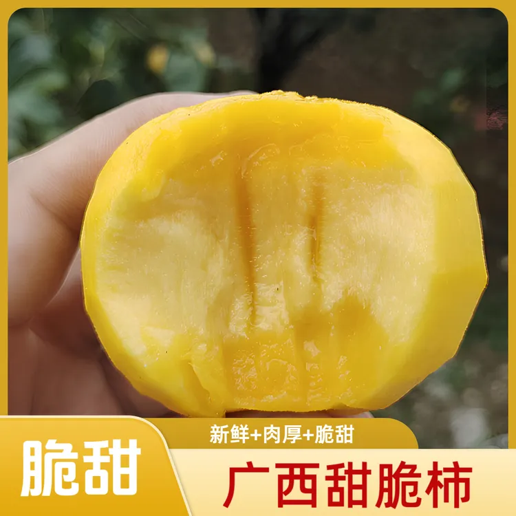 广西甜脆柿一箱3斤/5斤/9斤甜脆柿子 硬吃不涩 脆甜新鲜皮薄肉厚