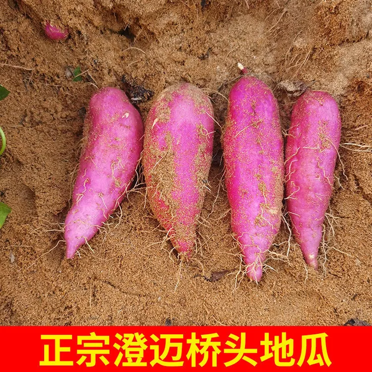 海南桥头地瓜粉糯香甜板栗味现摘农产品小果5-9斤净重包邮