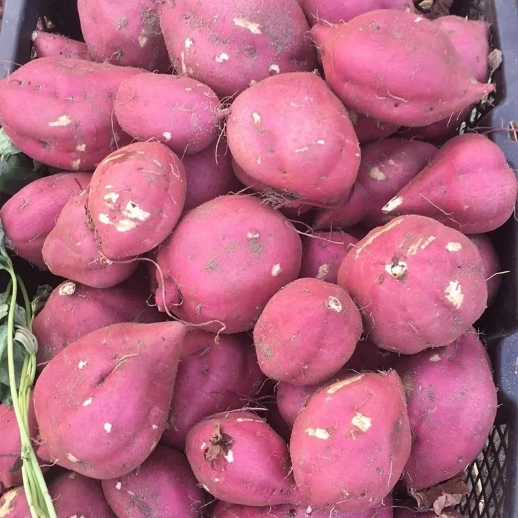 正宗桥头地瓜粉糯香甜新鲜现挖小圆果5-9斤净重包邮