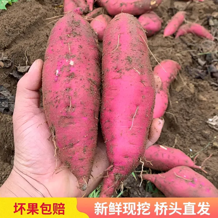 特价海南桥头富硒桥沙地瓜粉糯香甜板栗味精品果5-9斤净重包邮