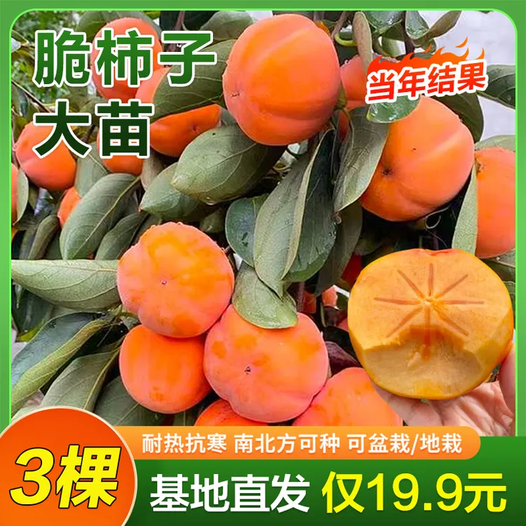 【19.9元3棵】脆甜柿子优质树苗 南北方可种植 盆栽地栽