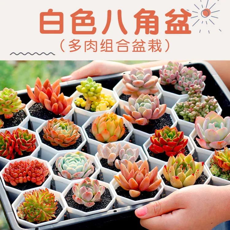 【新疆西藏包邮】10盆 多肉植物带盆含土肉肉花卉室内套餐组合