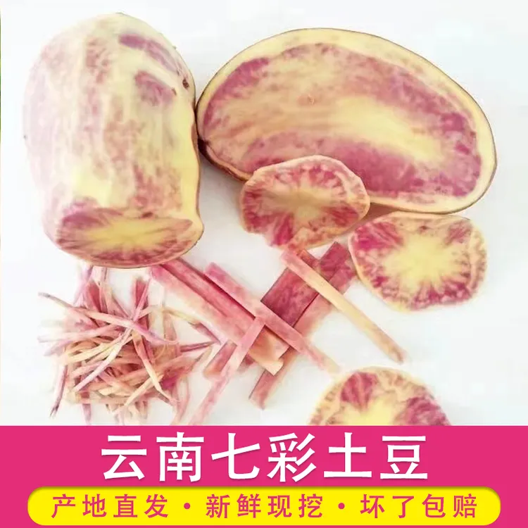 2025年新货云南大理高原农家自种七彩土豆老鼠洋芋大果现挖现发