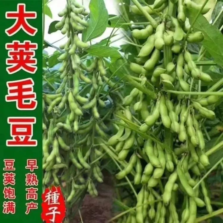 45天早熟毛豆种子软糯清香型抗旱矮杆非转基因千斤大豆种