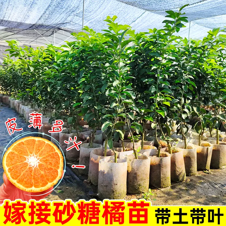 正宗嫁接广西砂糖橘子树苗金葵四会砂糖橘子盆栽柑橘果树南方种植