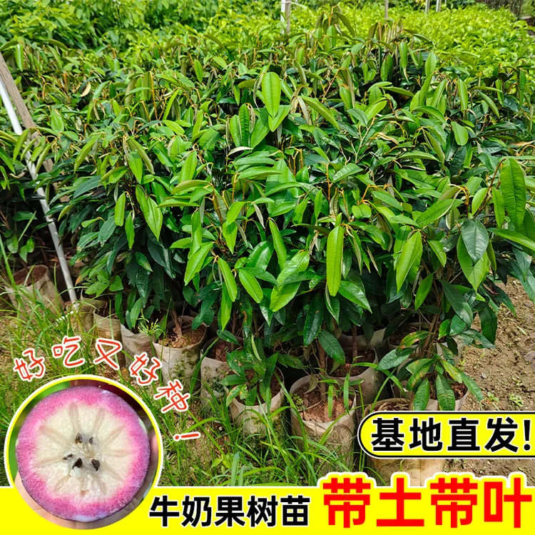 牛奶果嫁接越南苗星苹果苗热带果苗紫龙金星果牛奶果树苗地栽盆栽