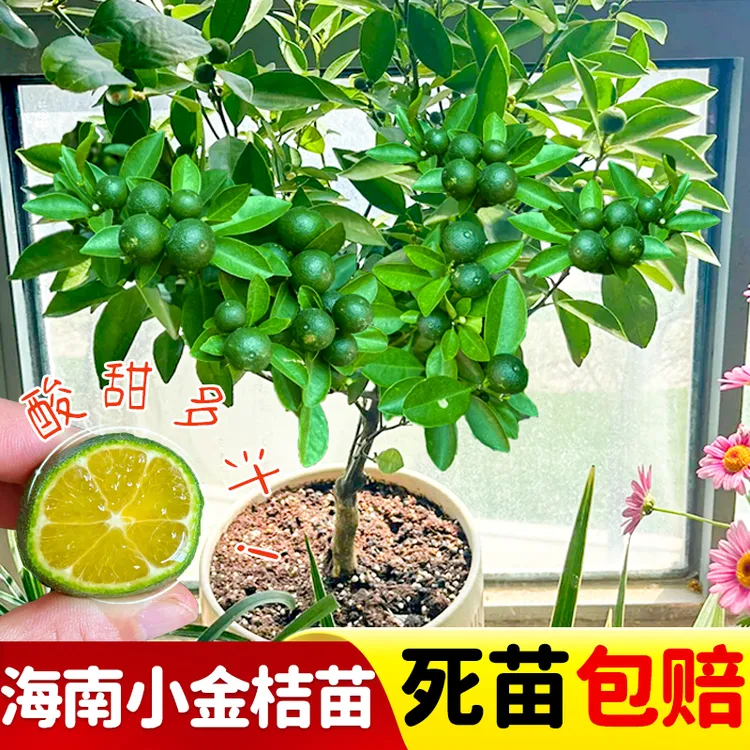 海南小金桔柠檬树苗嫁接四季小青桔苗当年结果盆栽地栽带果带土