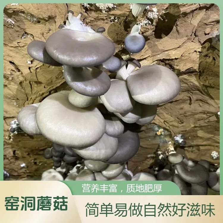 蘑菇 袖珍菇 猴头菇 口蘑