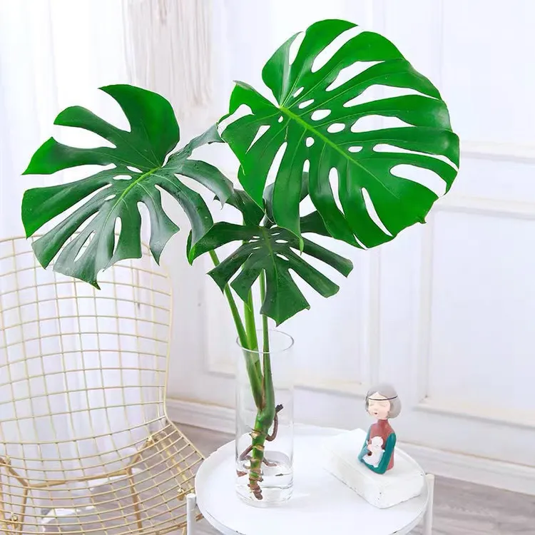 拍一发二水培龟背竹室内净化空气绿植