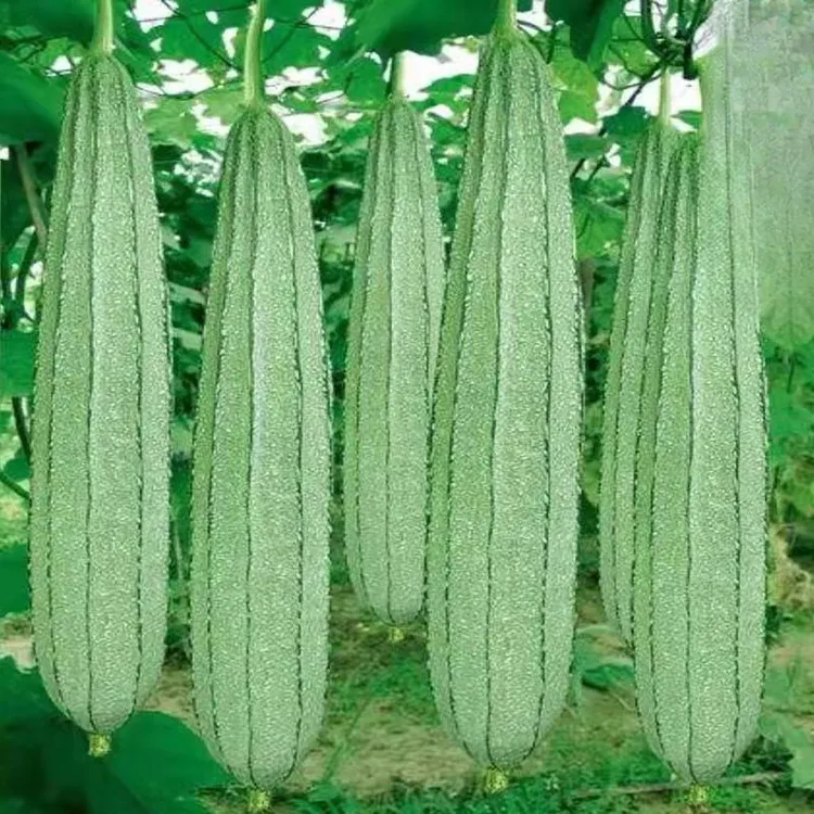 菱角长丝瓜种子大肉棱角丝瓜种子八角丝瓜种子农家庭院蔬菜种子