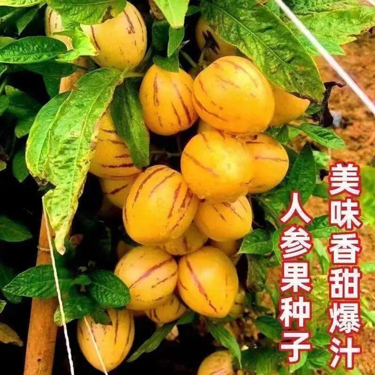 人参果种子一年四季种人生果树种子春秋蔬果菜种子