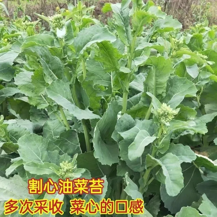 油菜苔种子蔬菜改良抽苔油菜心种籽菜薹油青菜心抽心油菜种籽