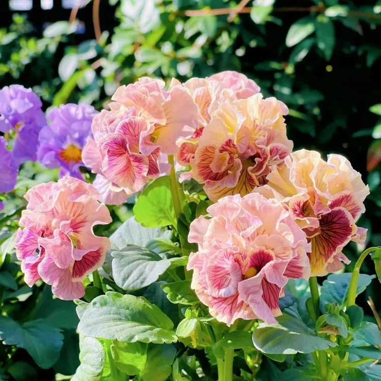 日系皱边角堇碎边油画三色堇