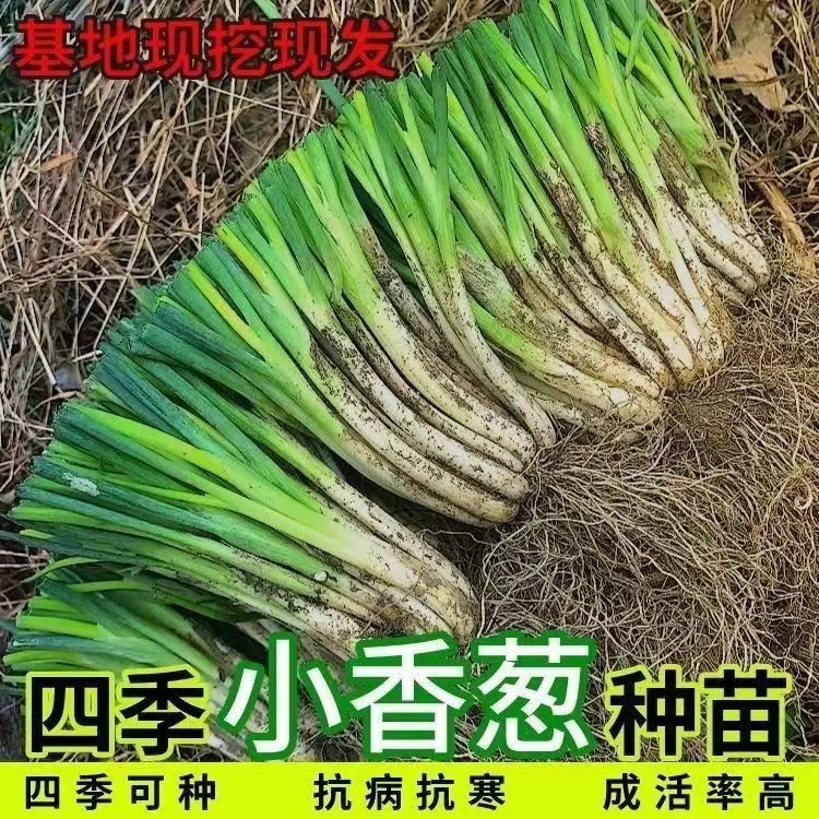 四季小香葱种苗分葱种苗四季可种阳台盆栽庭院