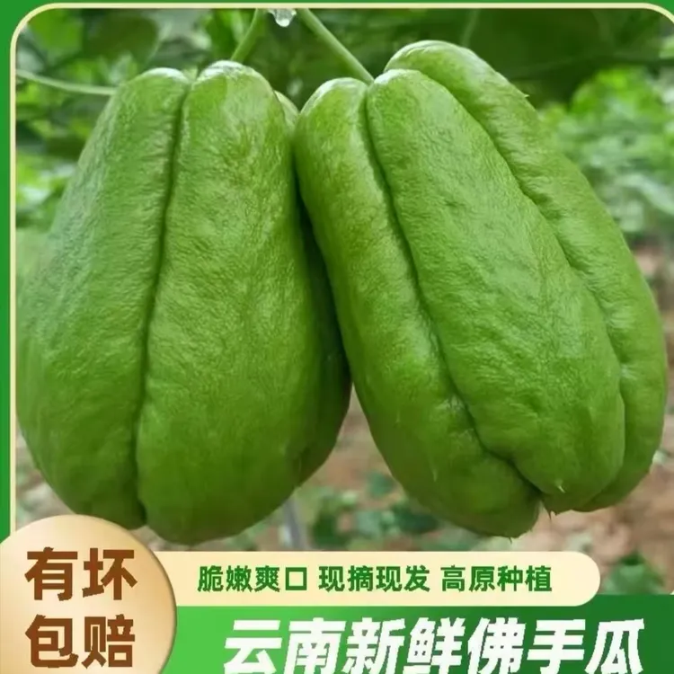 云南现摘佛手瓜清甜多汁皮薄肉厚新鲜蔬菜当天发货