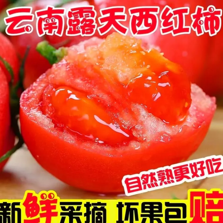 露天西红柿自然成熟番茄八成熟现摘发货