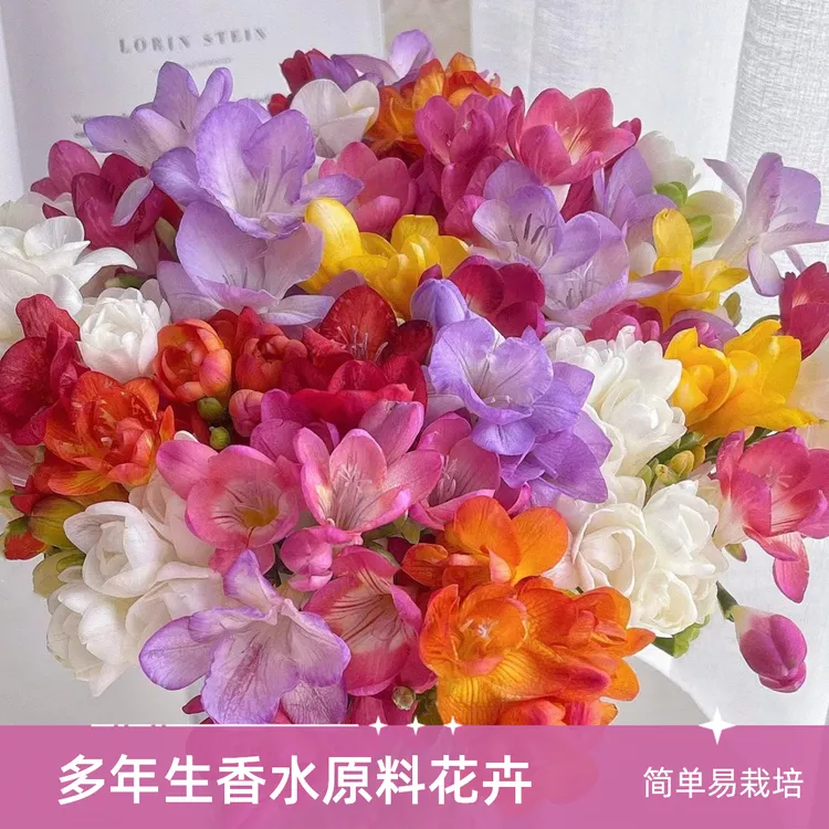 亚昌  小苍兰种球香雪兰多年生香水原料花卉盆栽植物球根重瓣单瓣