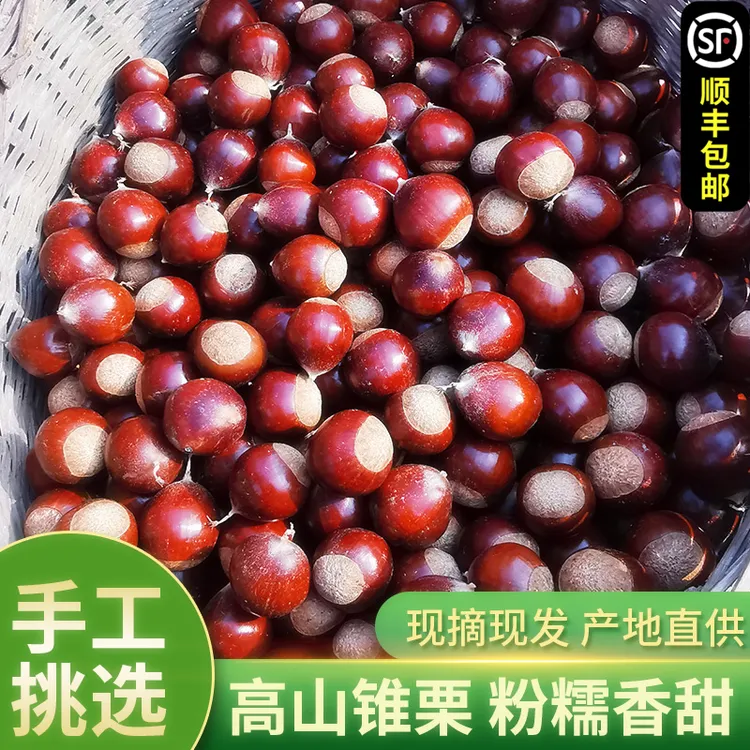 2024年新鲜生板栗毛栗子建瓯锥栗油圆栗子农家现摘高山1/2/3/5斤