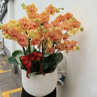 年宵花蜡质花 2个花剑 大花型 【黄金甲】蝴蝶兰 花期6个月左右