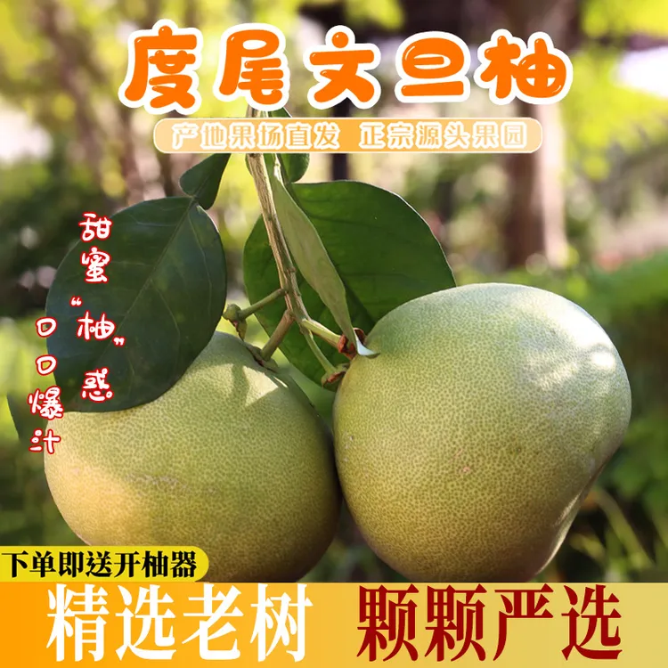 度尾文旦柚秋季水果女士老人孩子果子应季柚子