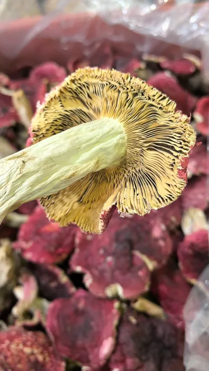 仙游百香果铺云南蓝底红菇干货小红菇红蘑菇正宗云南红菇