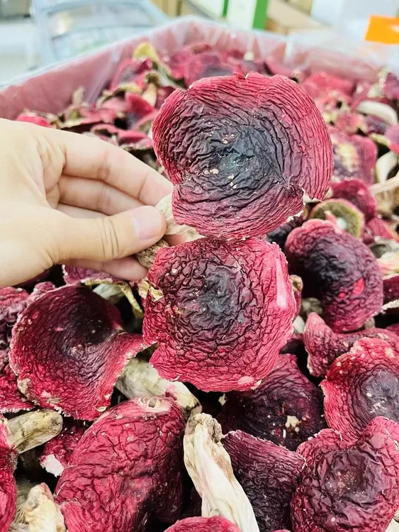 福建野生结婚蓝底红菇干货正宗大菇片炖汤超甜红蘑菇